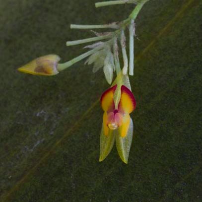 Lepanthes sanjuanensis